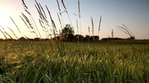 Gold Wheat field in the sunset  Stockbeeldmateriaal 452046