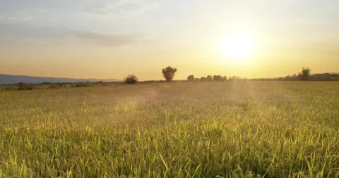 Gold Wheat flied panorama with tree at sunset, rural countryside Stock Footage 259856739