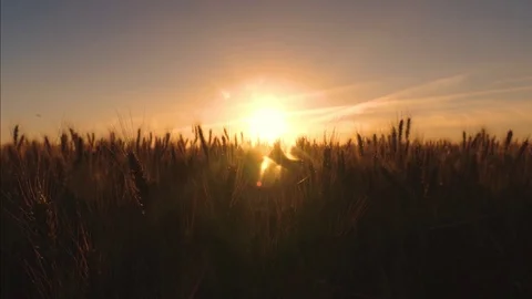 Gold wheat in the glare and rays of sunset. Video stock 94583135