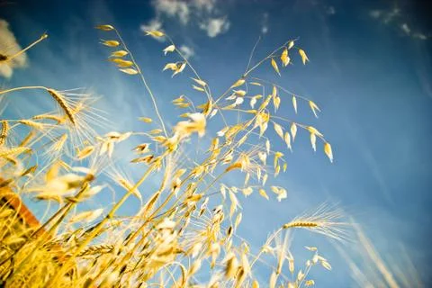 Gold wheat Stock Photos
