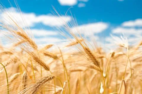 Gold wheat Stock Photos