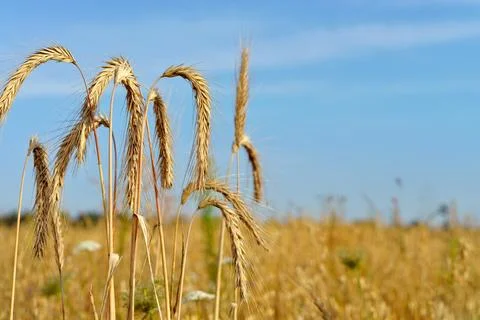 Gold wheat Stock Photos