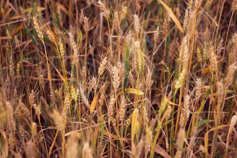 Gold wheat Stock Photos
