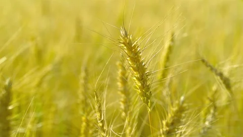  Gold Wheat stalks Stock-Footage 81805083