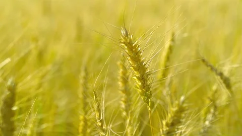  Gold Wheat stalks Stock-Footage 81805145