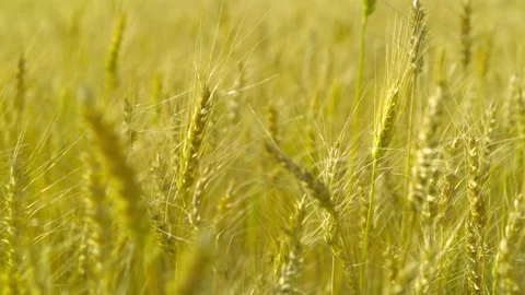  Gold Wheat stalks Stock-Footage 81805172