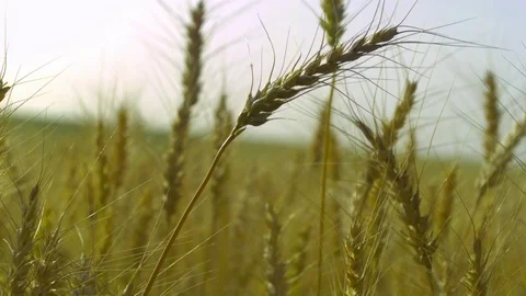  Gold Wheat stalks Stock-Footage 81805192