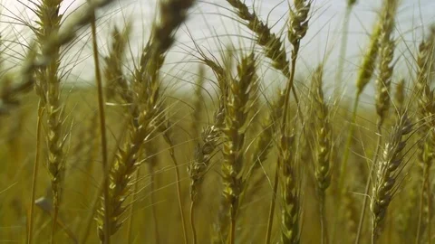  Gold Wheat stalks Stock-Footage 81805232