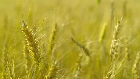  Gold Wheat stalks Video stock 81805842