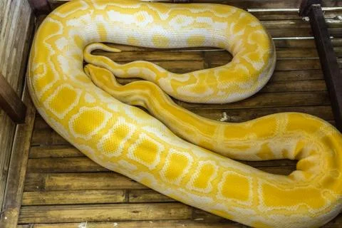 Gold Yellow Python, Albino snake Reticulated python with beautiful yellow Stock Photos
