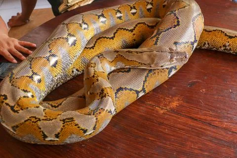 Gold Yellow Python, Albino snake with beautiful yellow texture. Pattern Boa S Photos
