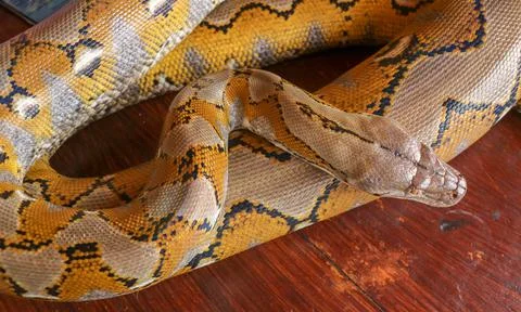 Gold Yellow Python, Albino snake with beautiful yellow texture. Pattern Boa S Foto stock