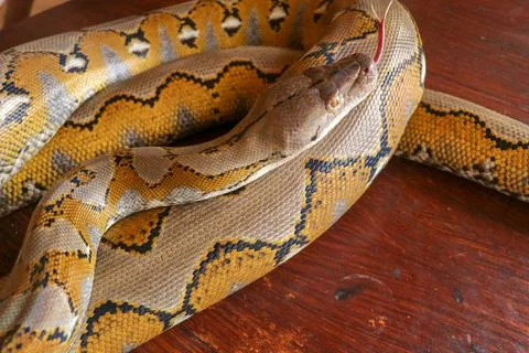Gold Yellow Python, Albino snake with beautiful yellow texture. Pattern Boa S Stock-Fotos