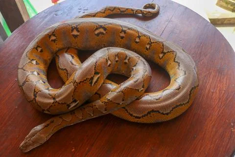 Gold Yellow Python, Albino snake with beautiful yellow texture. Pattern Boa S Foto stock