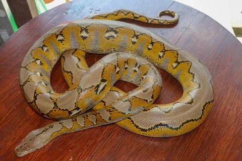 Gold Yellow Python, Albino snake with beautiful yellow texture. Pattern Boa S Stock Photos