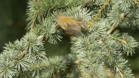 Goldcrest 3 Regulus regulus singing Video stock 148508649