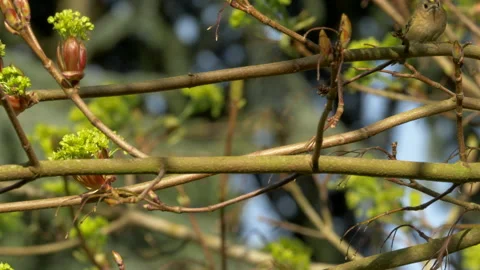 Goldcrest 4 Regulus regulus singing Video stock 148508675