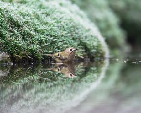 Goldcrest bathing in pond. Stock Photos