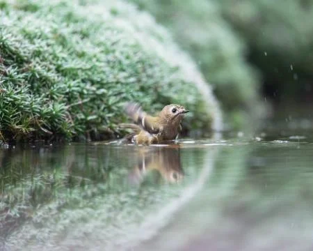 Goldcrest bathing in pond. Stock Photos