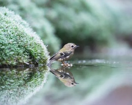 Goldcrest bathing in pond. Stock Photos