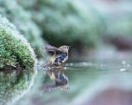 Goldcrest bathing in pond. Stock Photos