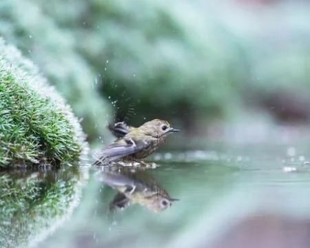 Goldcrest bathing in pond. Stock Photos