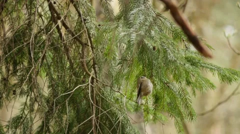 Goldcrest bird fast wings flapping in wildlife surroundings Stock Footage 49457625