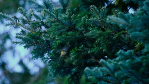 Goldcrest Bird Moving Between Spruce Branches Slow Motion Stock-Footage 328319464