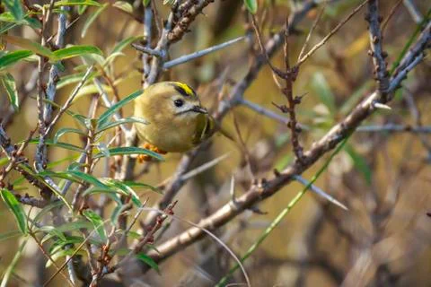 Goldcrest bird (Regulus regulus) foraging through branches of trees and bush Stock Photos