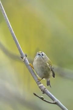Goldcrest bird, Regulus regulus, foraging through branches of trees and bush Stock Photos