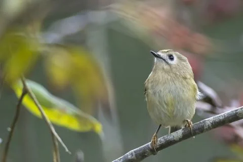 Goldcrest bird, Regulus regulus, foraging through branches of trees and bush Stock Photos
