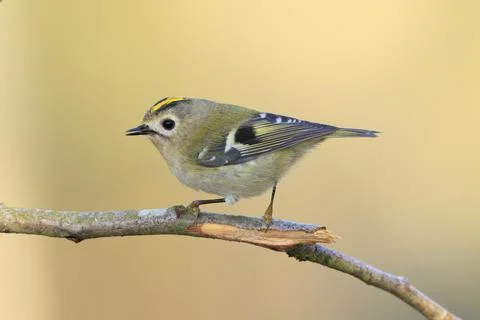 Goldcrest bird, Regulus regulus, foraging through branches of trees and bush Stock Photos