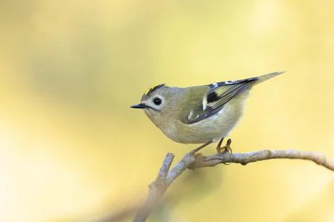 Goldcrest bird, Regulus regulus, foraging through branches of trees and bush Stock Photos