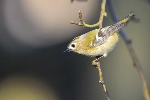 Goldcrest bird, Regulus regulus, foraging through branches of trees and bush Stock Photos