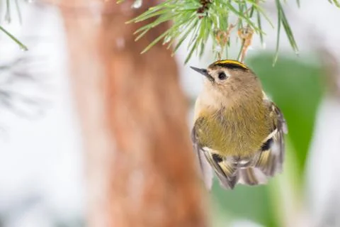Goldcrest clinging on pine tree Foto stock