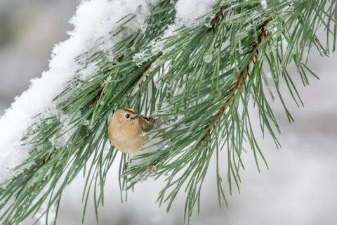 Goldcrest looking back Foto stock