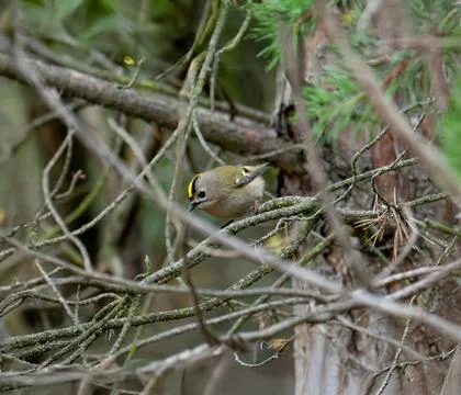Goldcrest Perches On Tree Stock Photos