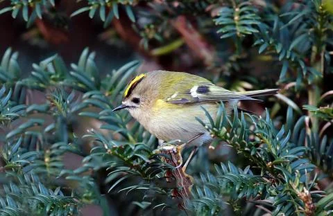 Goldcrest Stock Photos