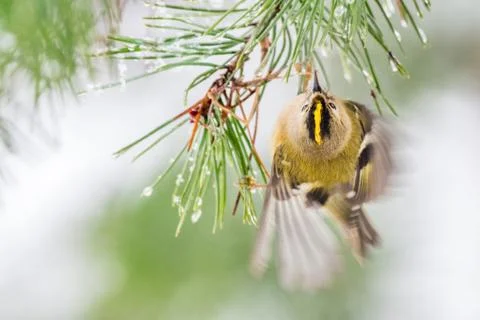 Goldcrest on pine tree Foto stock