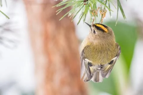 Goldcrest on pine tree Stock Photos
