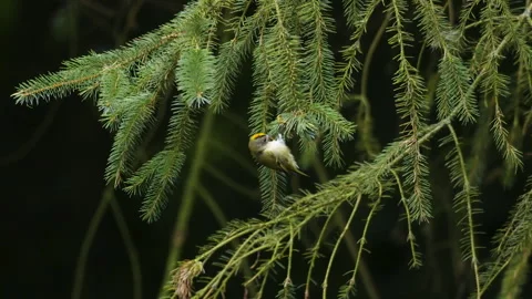 Goldcrest Regulus regulus bird feeding non-deciduous conifer tree 스톡 동영상 263769149