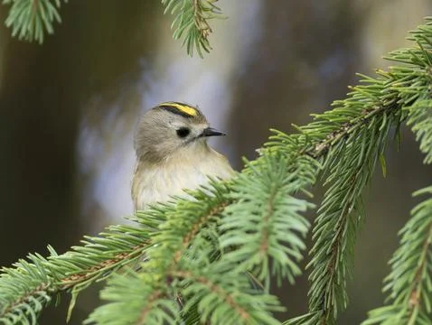 Goldcrest, regulus regulus. A bird peeks out from behind a fir tree branch Stock Photos