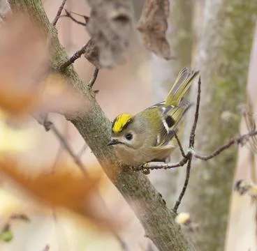 Goldcrest, regulus regulus. The bird sits on a branch, ruffling its crest Foto stock