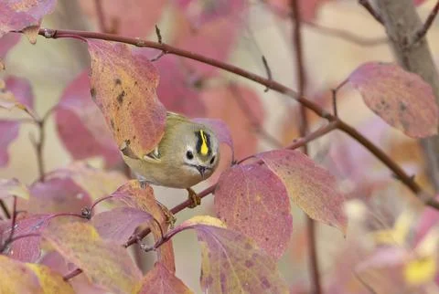 Goldcrest, regulus regulus. A bird sits on a branch, peeking out from behin.. Stock Photos
