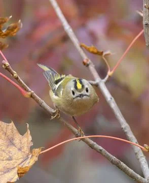 Goldcrest, regulus regulus. A bird sits on a branch, looking into the lens Stock Photos
