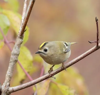 Goldcrest, Regulus regulus. A bird sitting on a tree branch, beautiful autu.. Stock Photos
