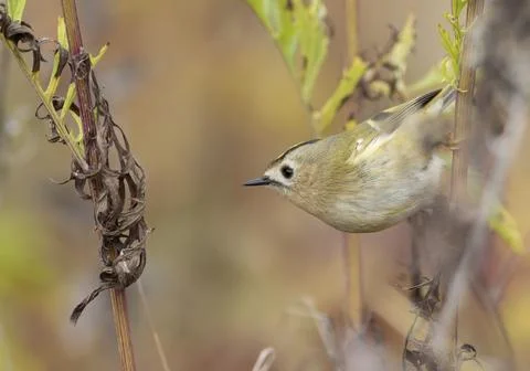 Goldcrest, regulus regulus. Bird sitting on a plant stem Stock Photos