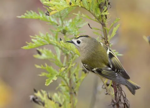 Goldcrest, regulus regulus. Close-up of a bird sitting on a plant stem, blu.. Stock Photos