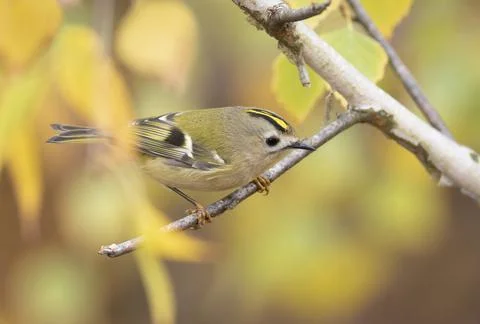 Goldcrest, regulus regulus. Close-up of a bird sitting on a branch, beautif.. Stock Photos