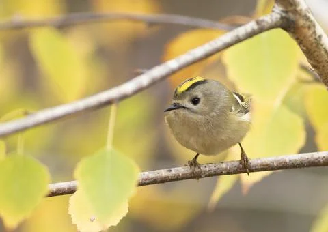 Goldcrest, regulus regulus. Close-up of a bird sitting on a branch, beautif.. Stock Photos